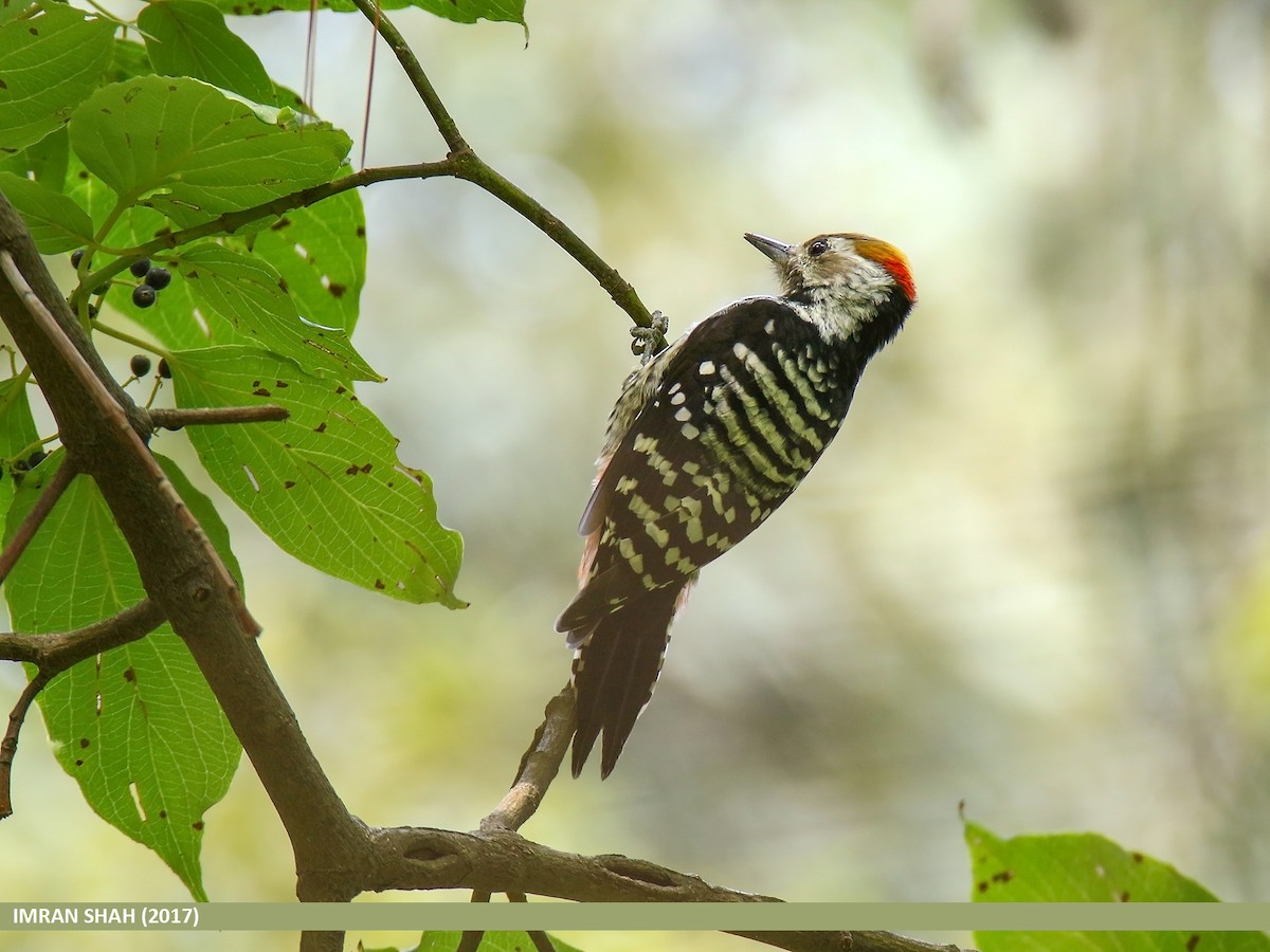 Brown-fronted Woodpecker - Imran Shah