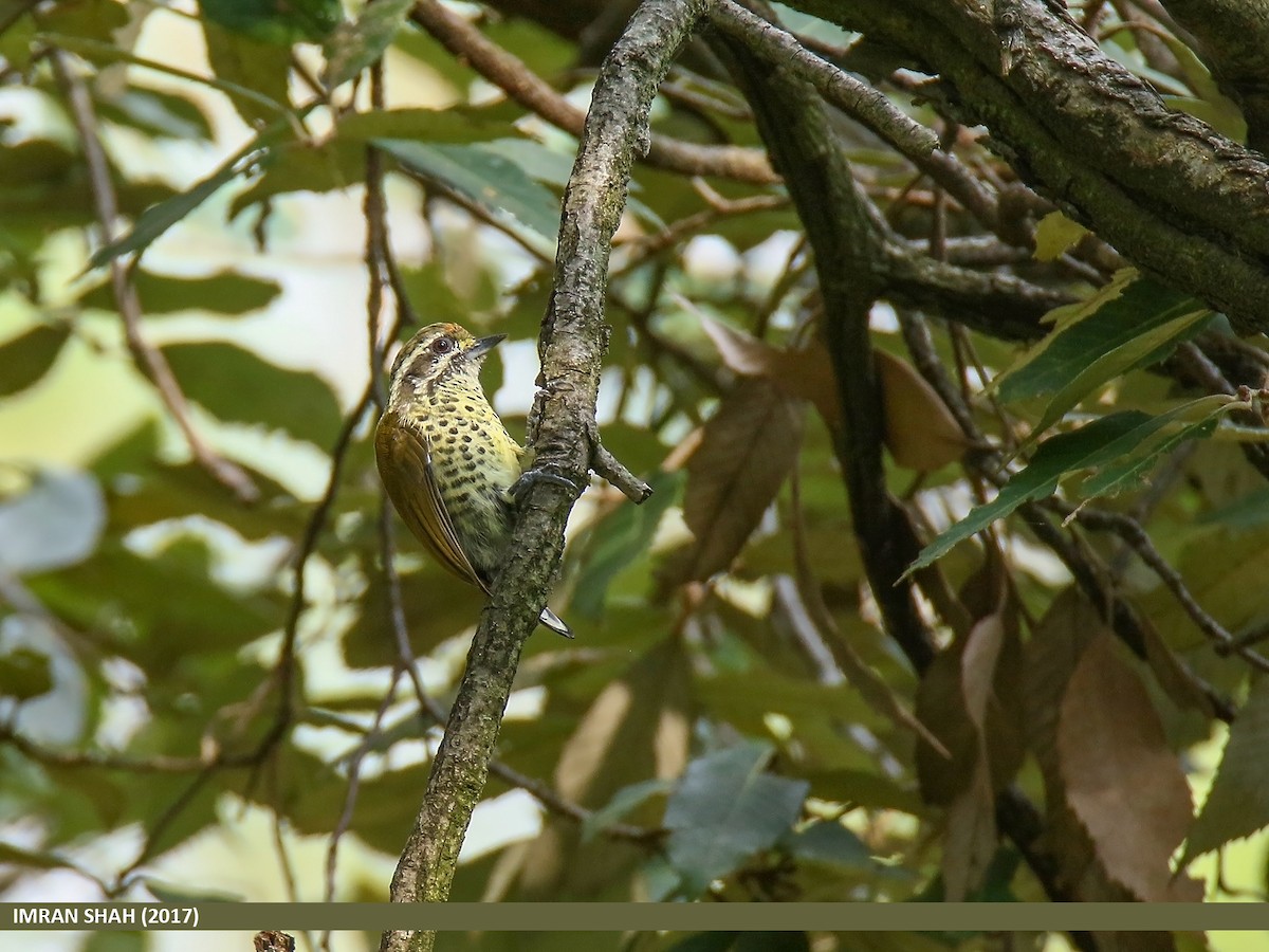 Speckled Piculet - Imran Shah