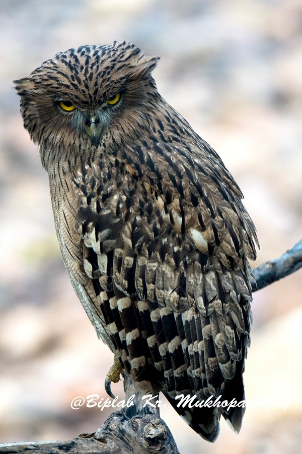Brown Fish-Owl - Biplab kumar Mukhopadhyay