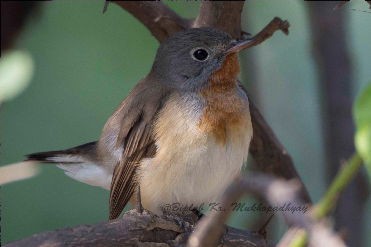 Red-breasted Flycatcher - ML205859441