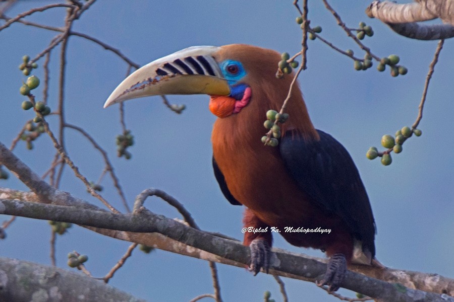 Rufous-necked Hornbill - Biplab kumar Mukhopadhyay