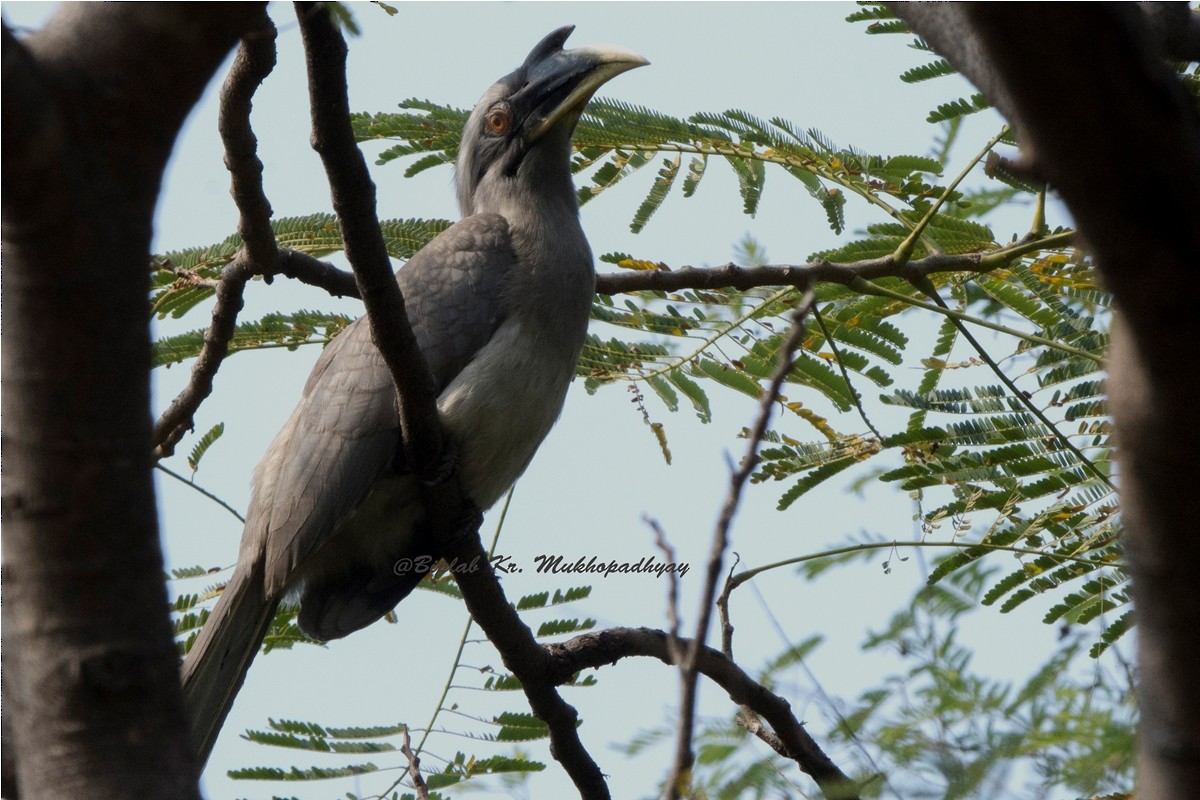 Indian Gray Hornbill - Biplab kumar Mukhopadhyay