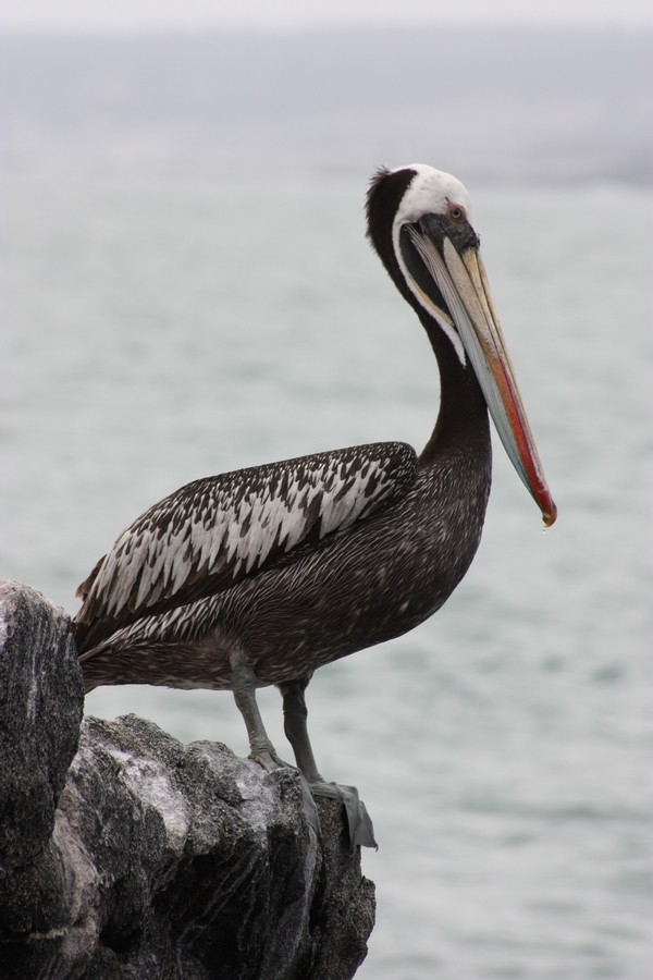 Peruvian Pelican - Rémi Bigonneau