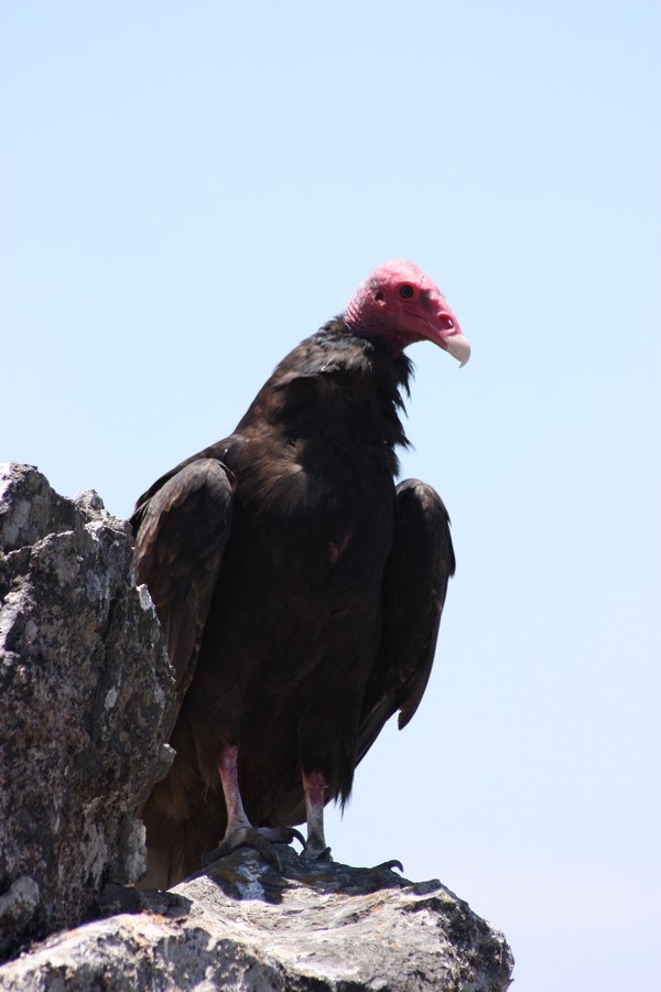 Turkey Vulture (South Temperate) - Rémi Bigonneau