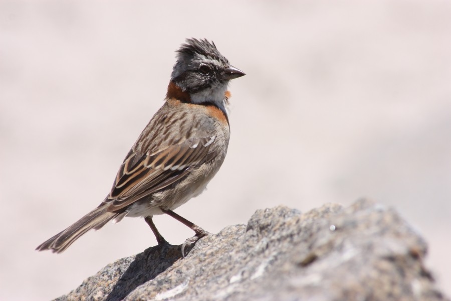 Rufous-collared Sparrow (Rufous-collared) - Rémi Bigonneau