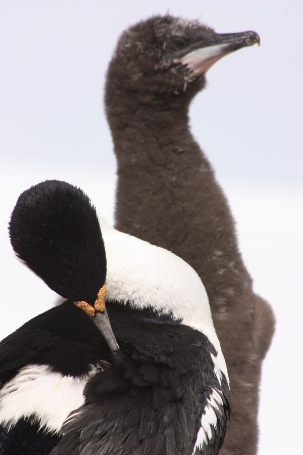 Antarctic Shag - Rémi Bigonneau