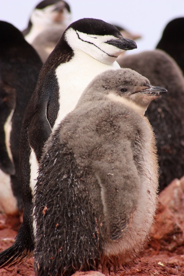 Пінгвін антарктичний - ML205860331