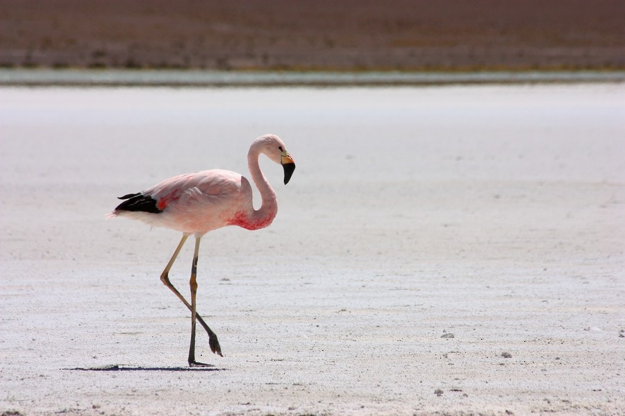 Andean Flamingo - Rémi Bigonneau