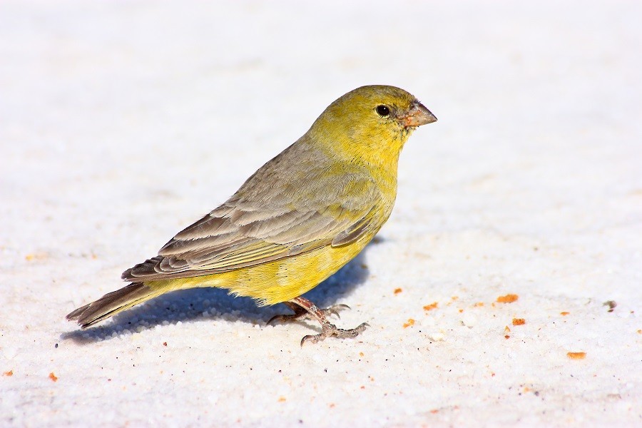 Greenish Yellow-Finch - ML205860621