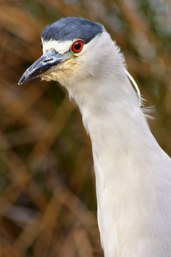 Black-crowned Night Heron (American) - ML205860641