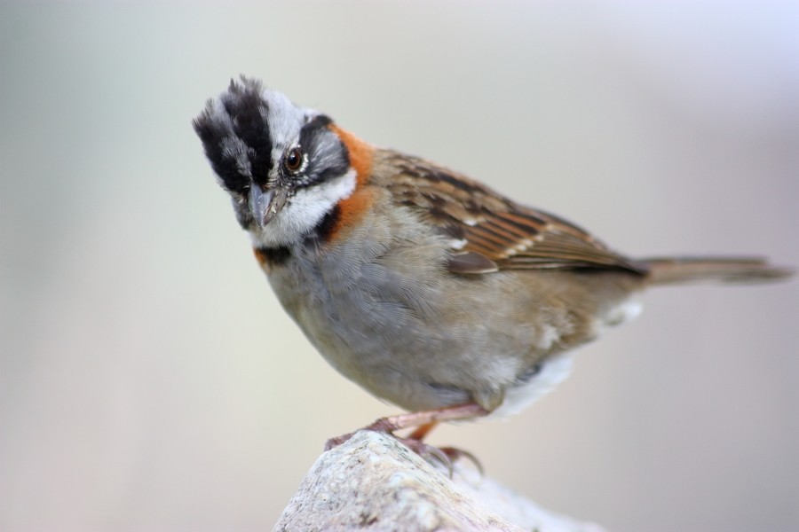 Rufous-collared Sparrow (Rufous-collared) - Rémi Bigonneau