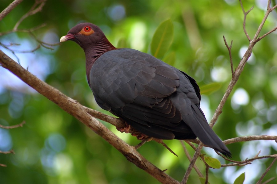 Scaly-naped Pigeon - ML205860771