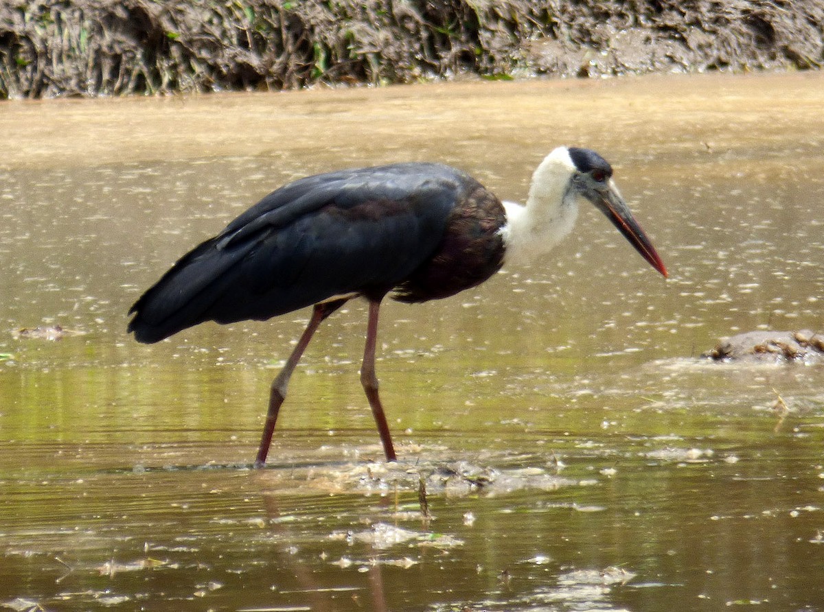 Asian Woolly-necked Stork - A Emmerson