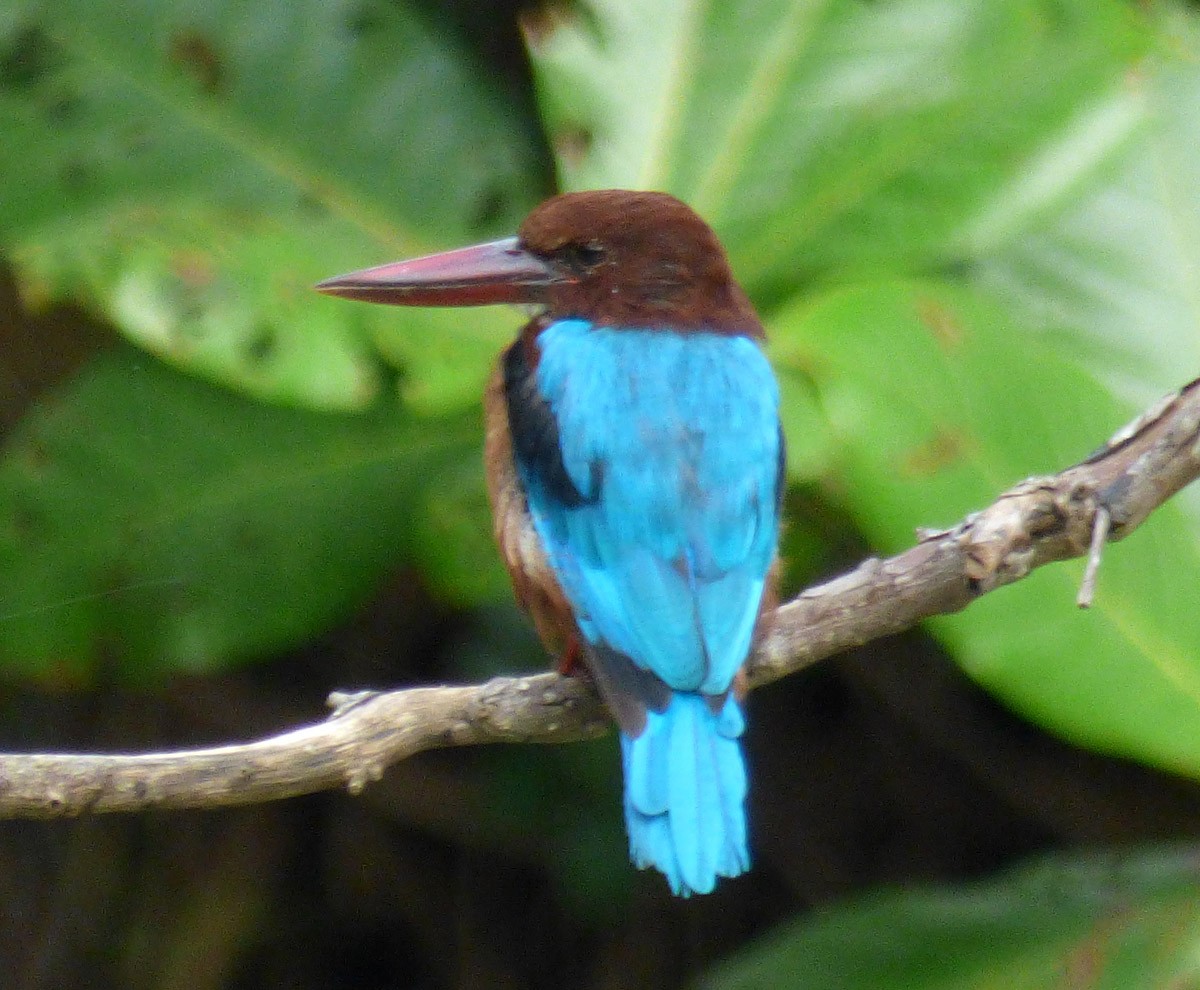 White-throated Kingfisher - A Emmerson