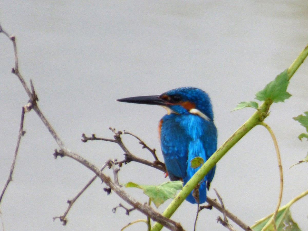 Common Kingfisher (Common) - A Emmerson
