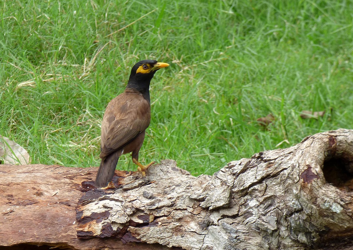 Common Myna - A Emmerson