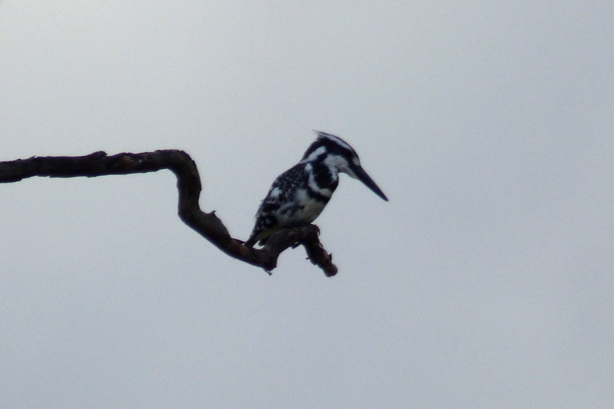 Pied Kingfisher - A Emmerson