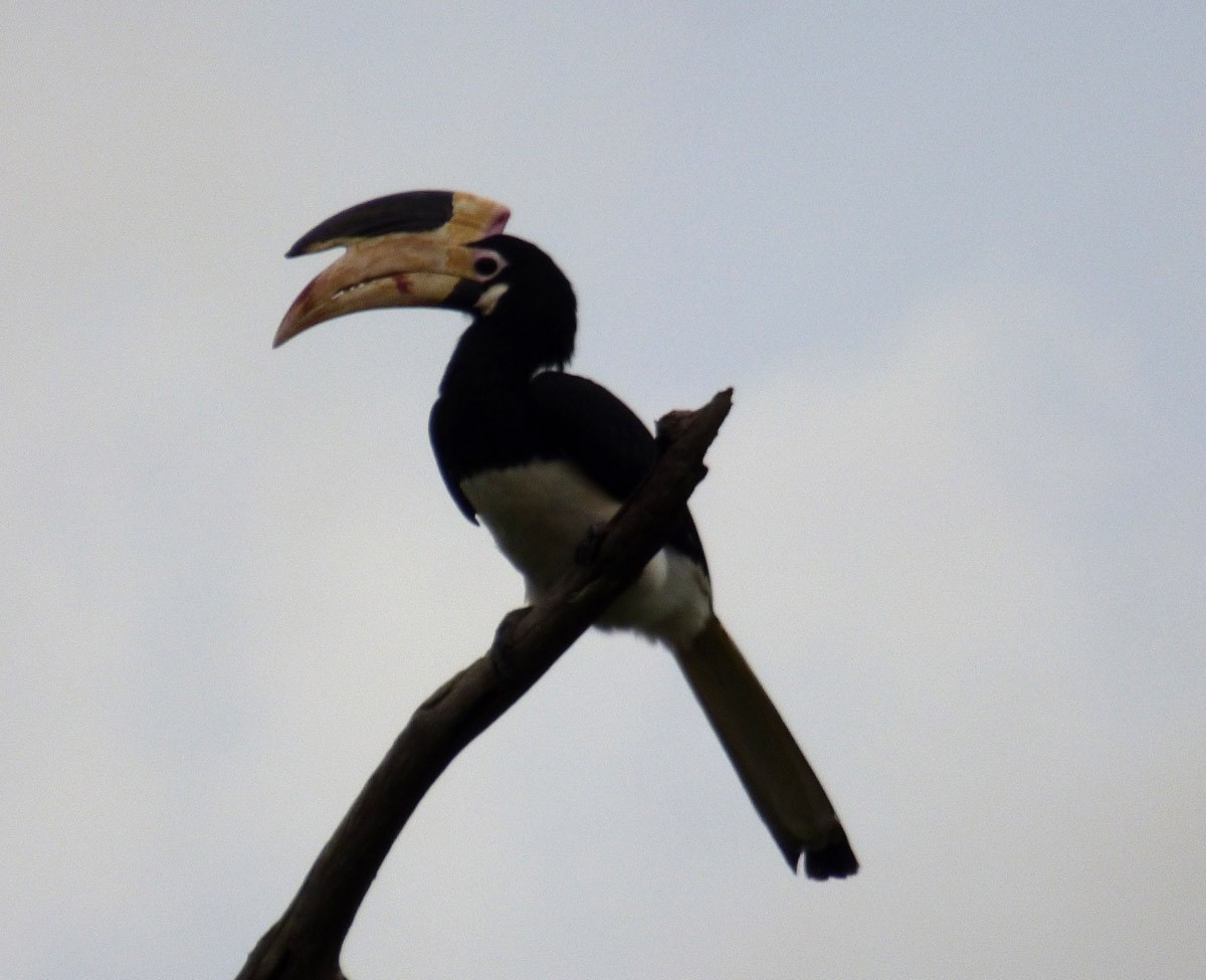 Malabar Pied-Hornbill - A Emmerson