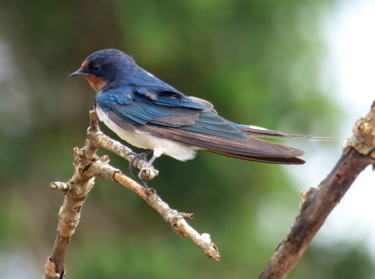 Barn Swallow (White-bellied) - A Emmerson