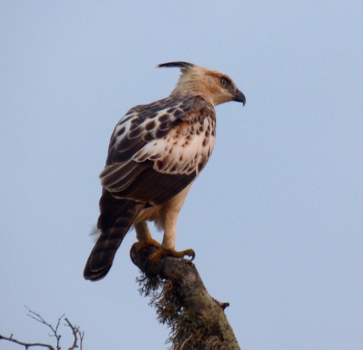 Changeable Hawk-Eagle - A Emmerson