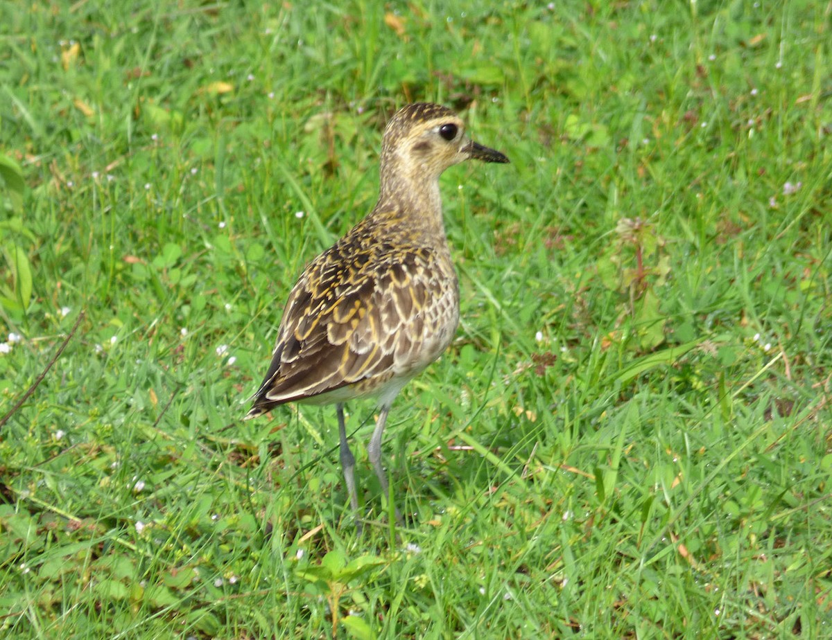 Pacific Golden-Plover - A Emmerson