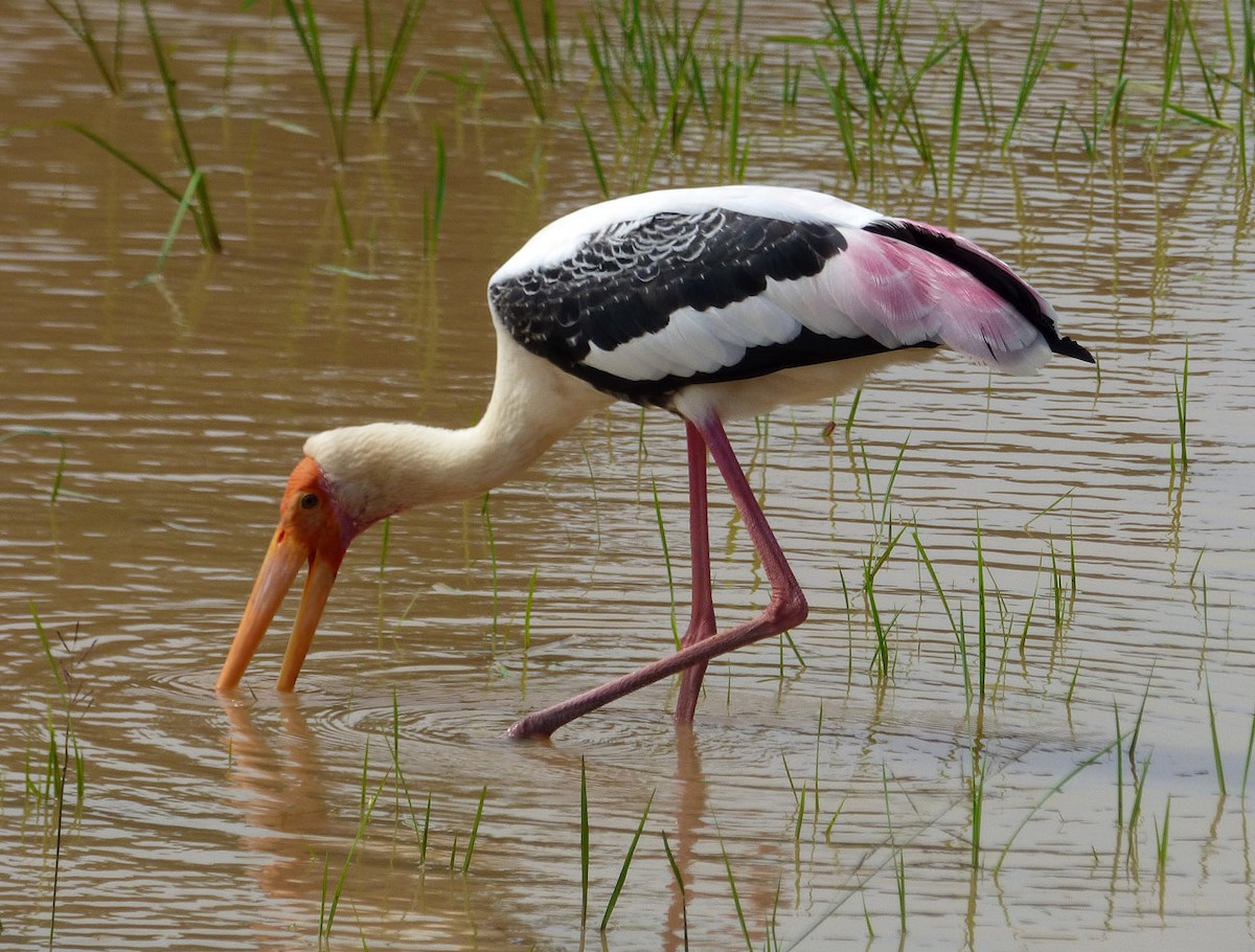 Painted Stork - A Emmerson