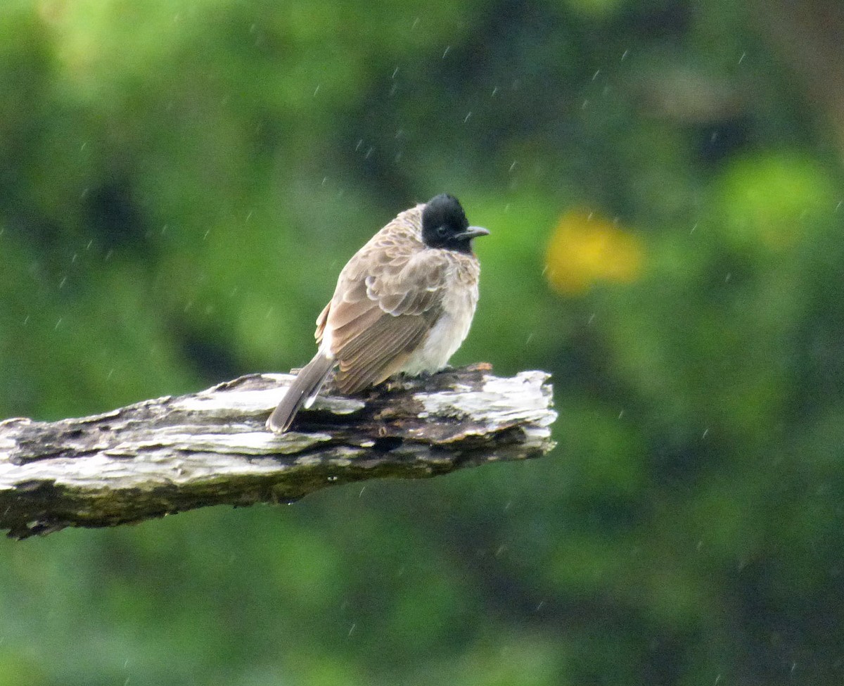 Red-vented Bulbul - A Emmerson
