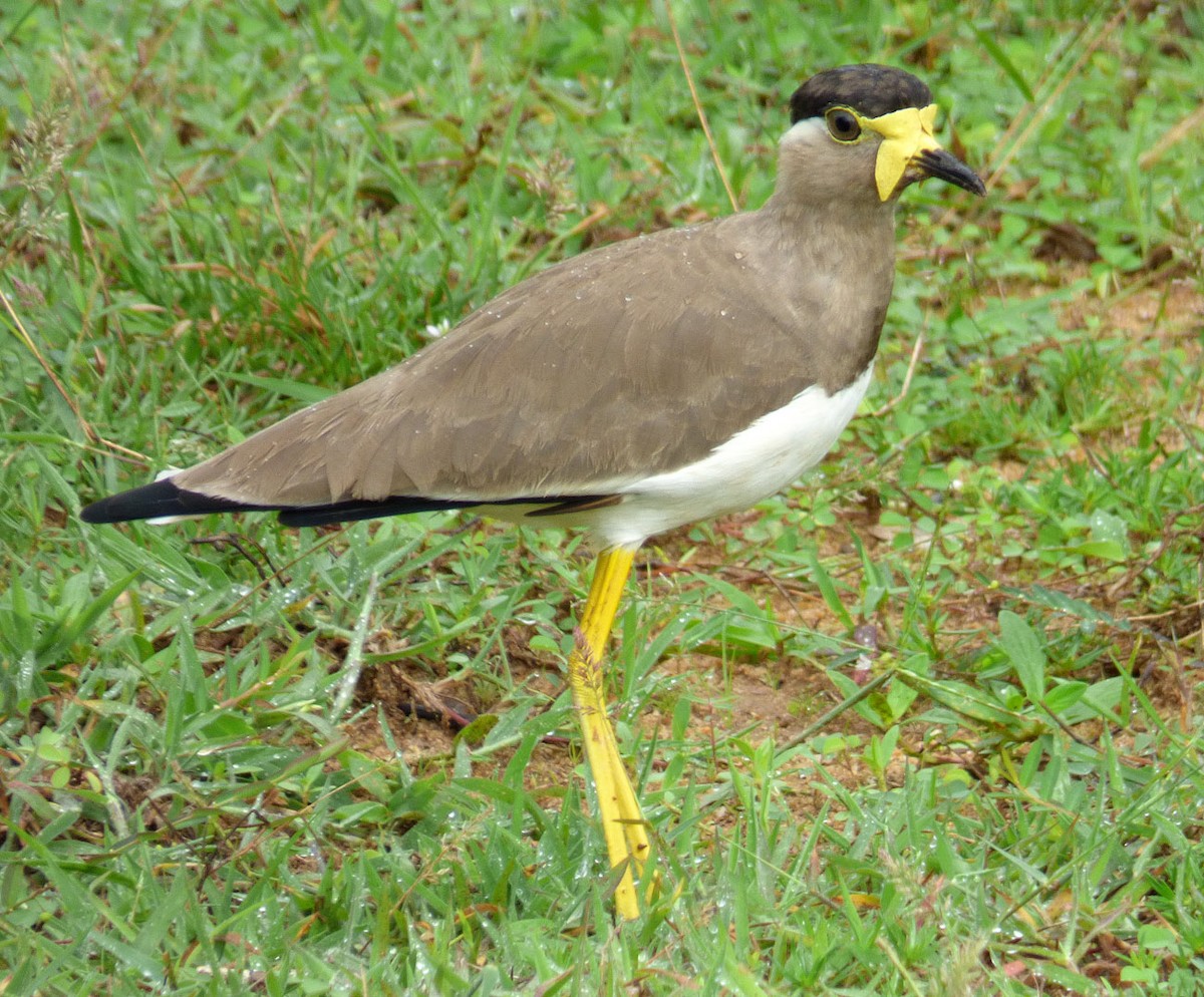 Yellow-wattled Lapwing - A Emmerson