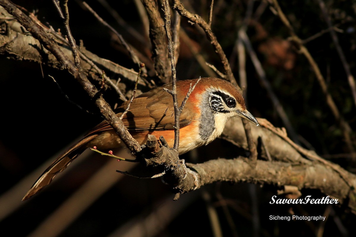 Greater Necklaced Laughingthrush - Sicheng Wan
