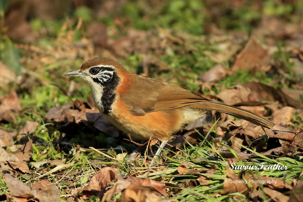 Greater Necklaced Laughingthrush - Sicheng Wan