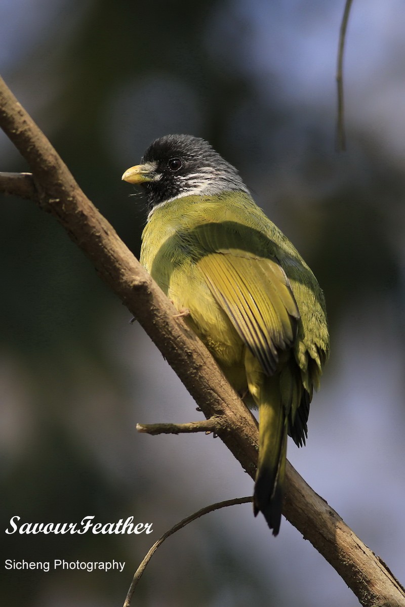 Collared Finchbill - Sicheng Wan