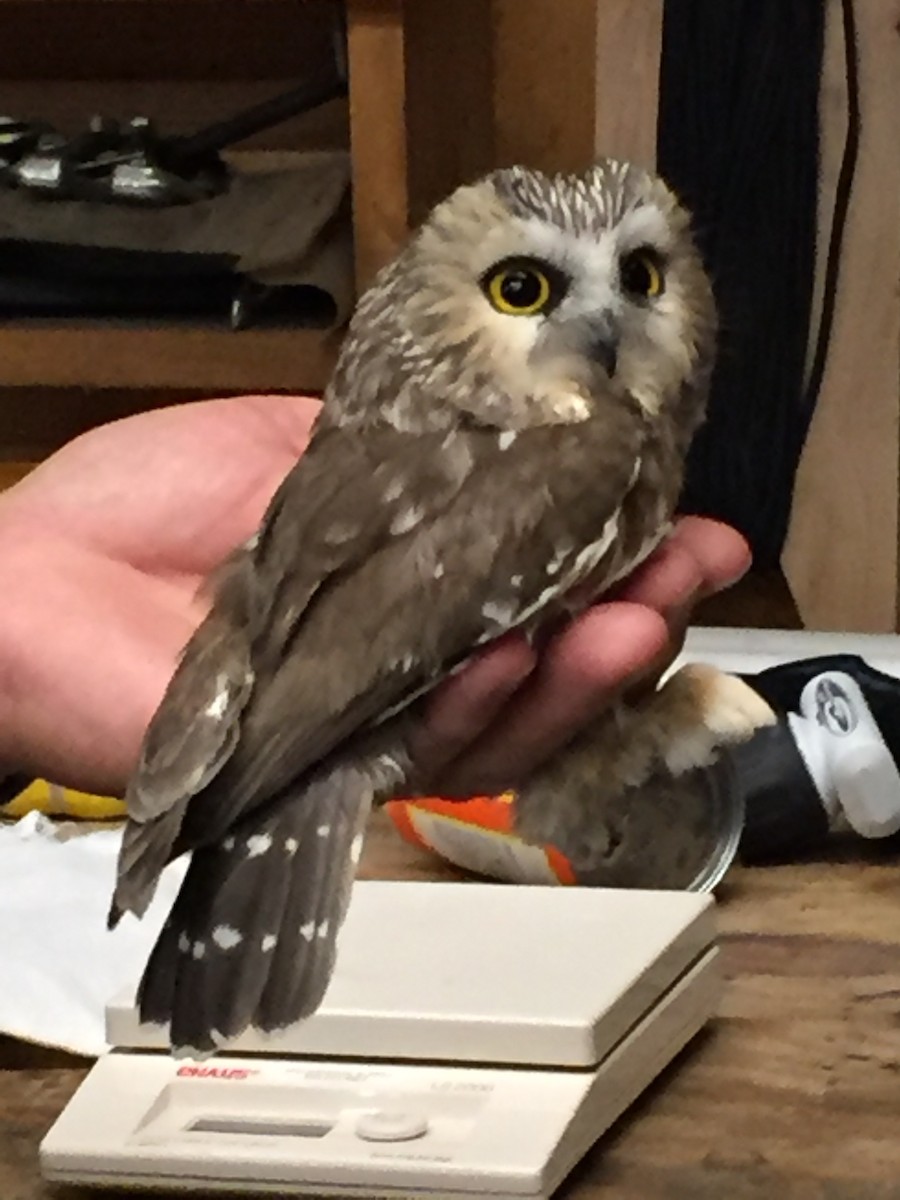 Northern Saw-whet Owl - Patricia Ayres