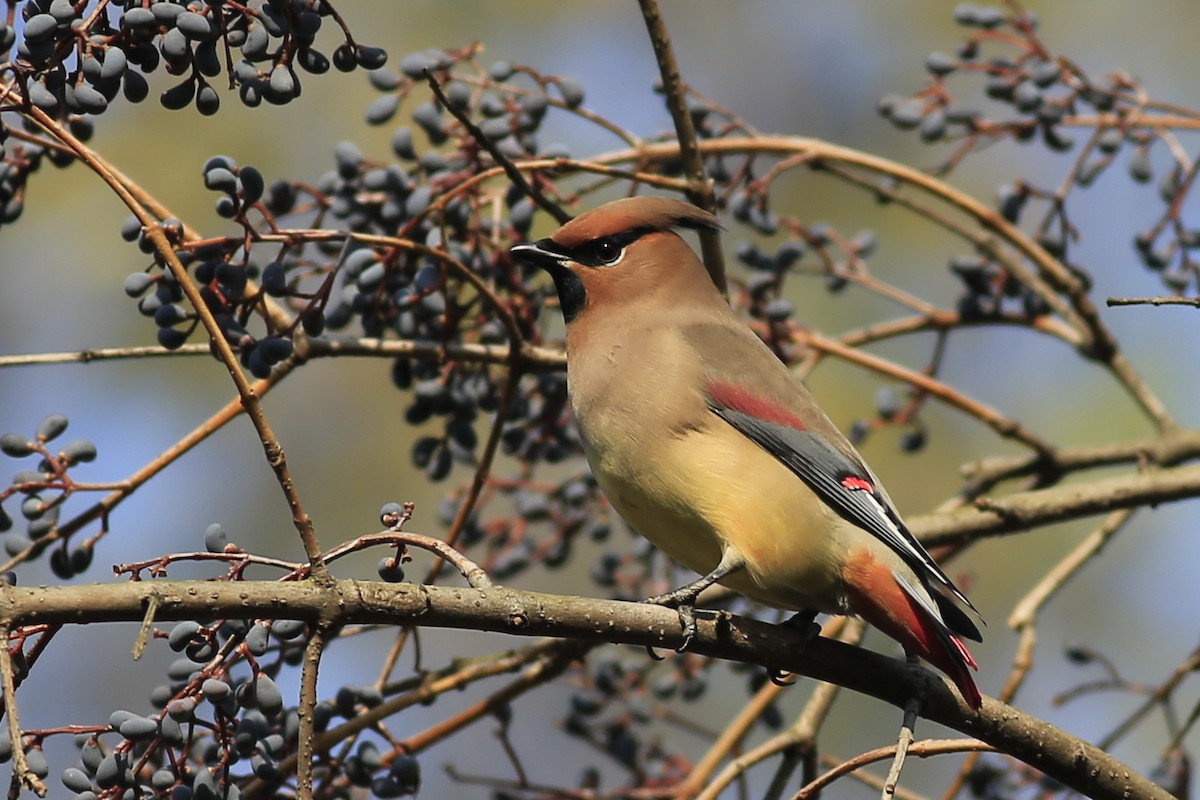 Japanese Waxwing - ML205861741