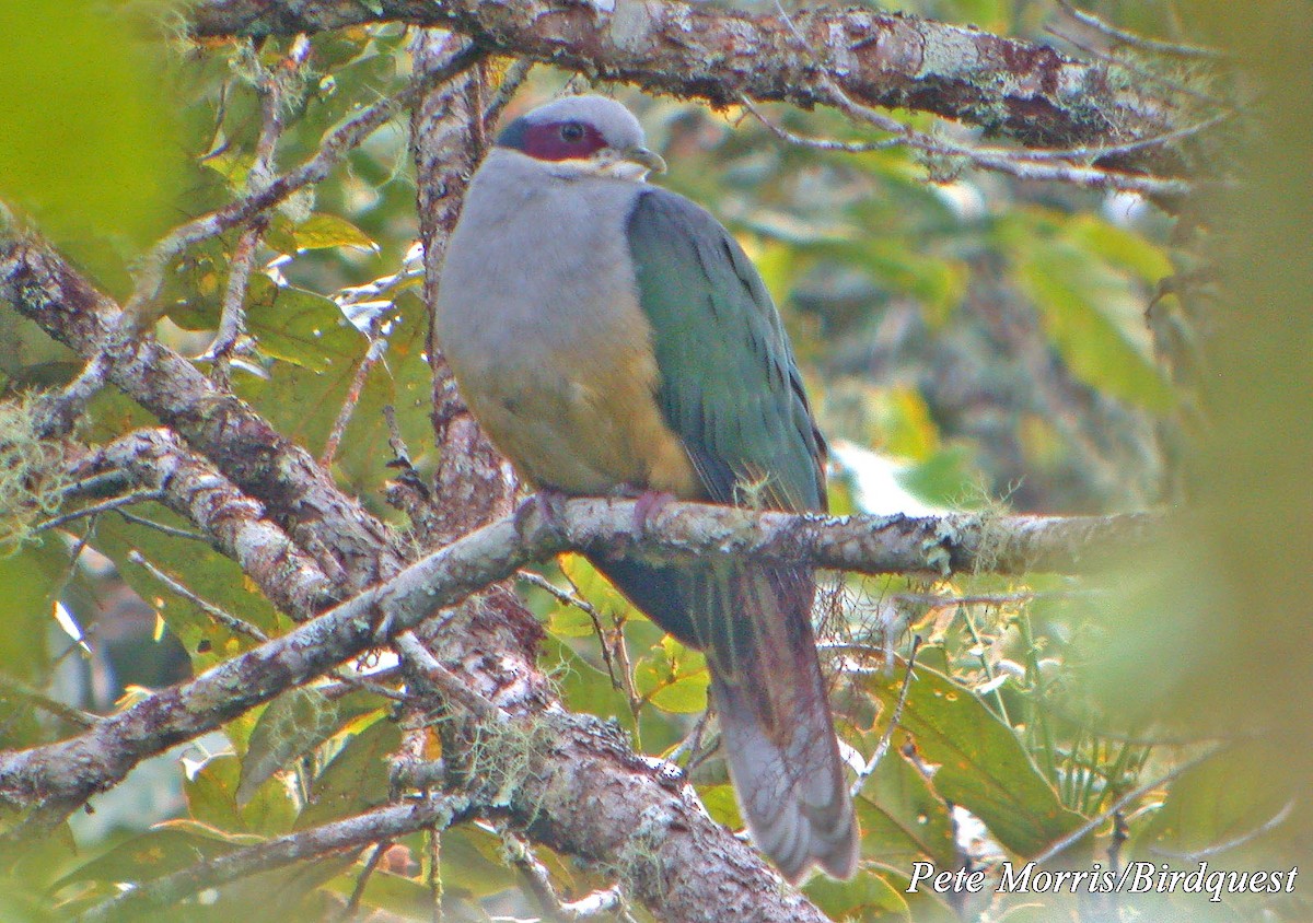 Red-eared Fruit-Dove (Red-eared) - Pete Morris