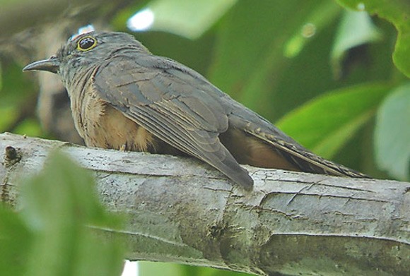 Moluccan Cuckoo - Pete Morris