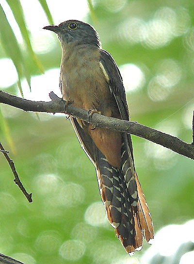 Moluccan Cuckoo - Pete Morris