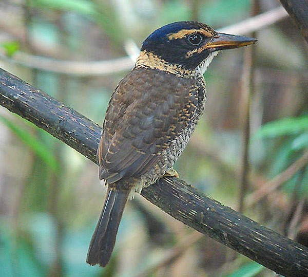 Scaly-breasted Kingfisher (Scaly-breasted) - ML205861971