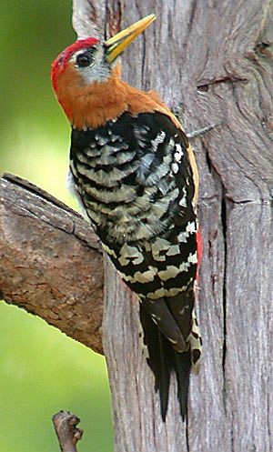 Rufous-bellied Woodpecker - Pete Morris