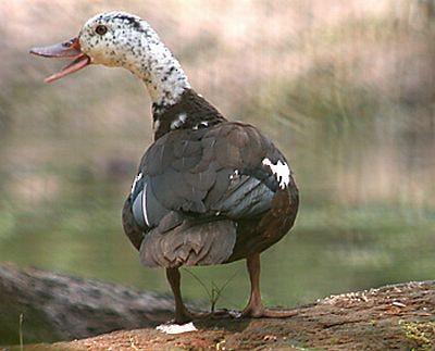 White-winged Duck - Pete Morris