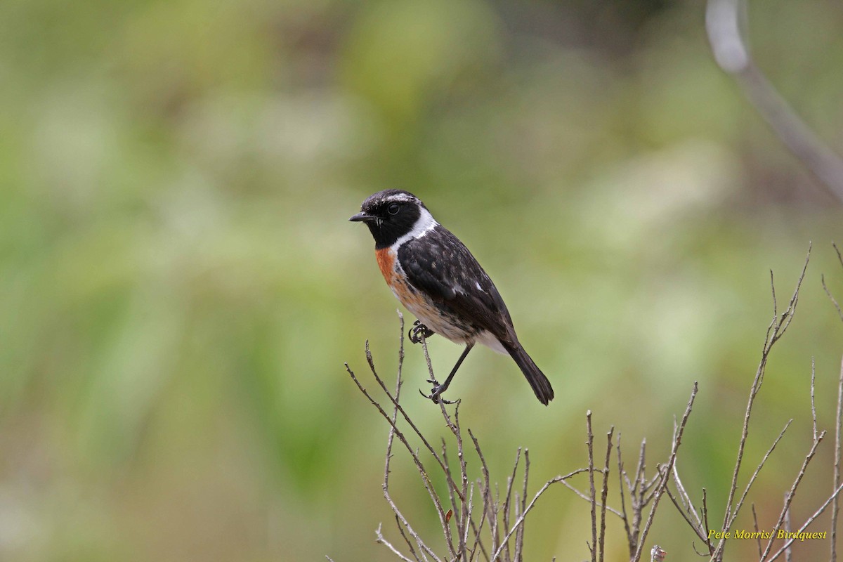 African Stonechat (African) - Pete Morris