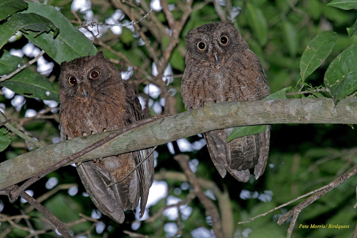 Mayotte Scops-Owl - ML205862181
