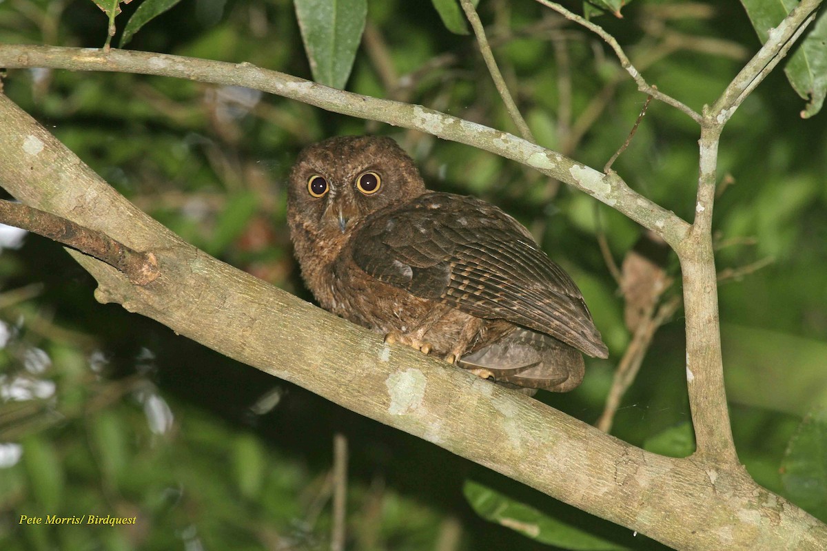Mayotte Scops-Owl - ML205862191