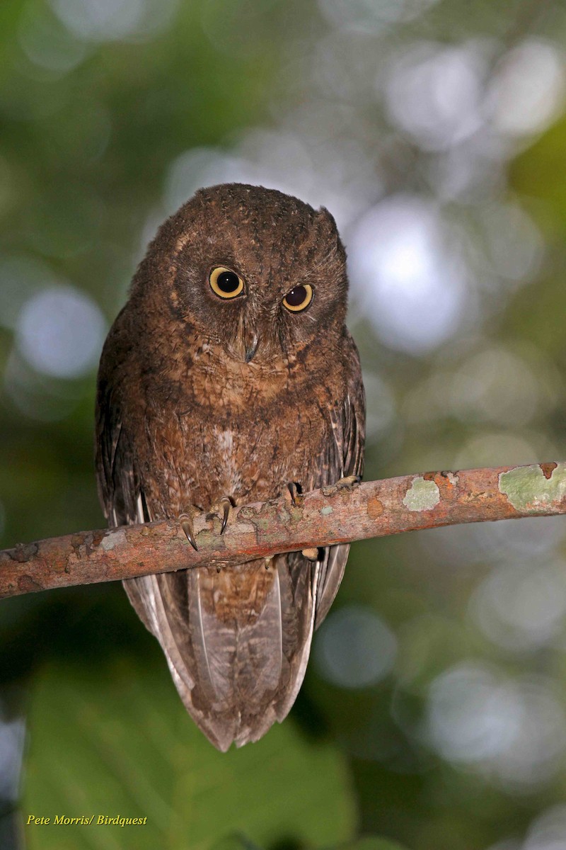 Mayotte Scops-Owl - ML205862201