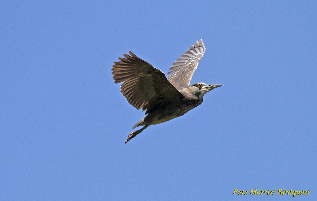 Black-crowned Night Heron - Pete Morris