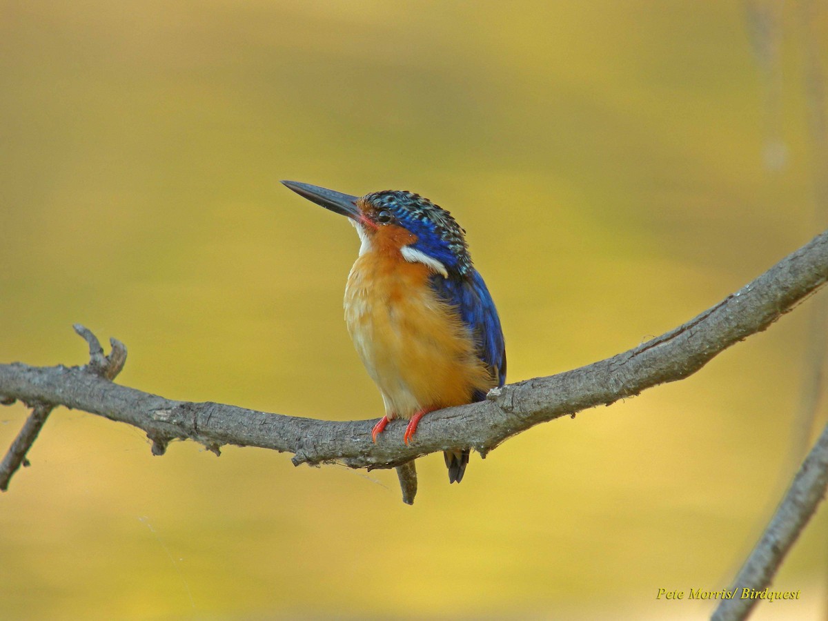 Malagasy Kingfisher - Pete Morris
