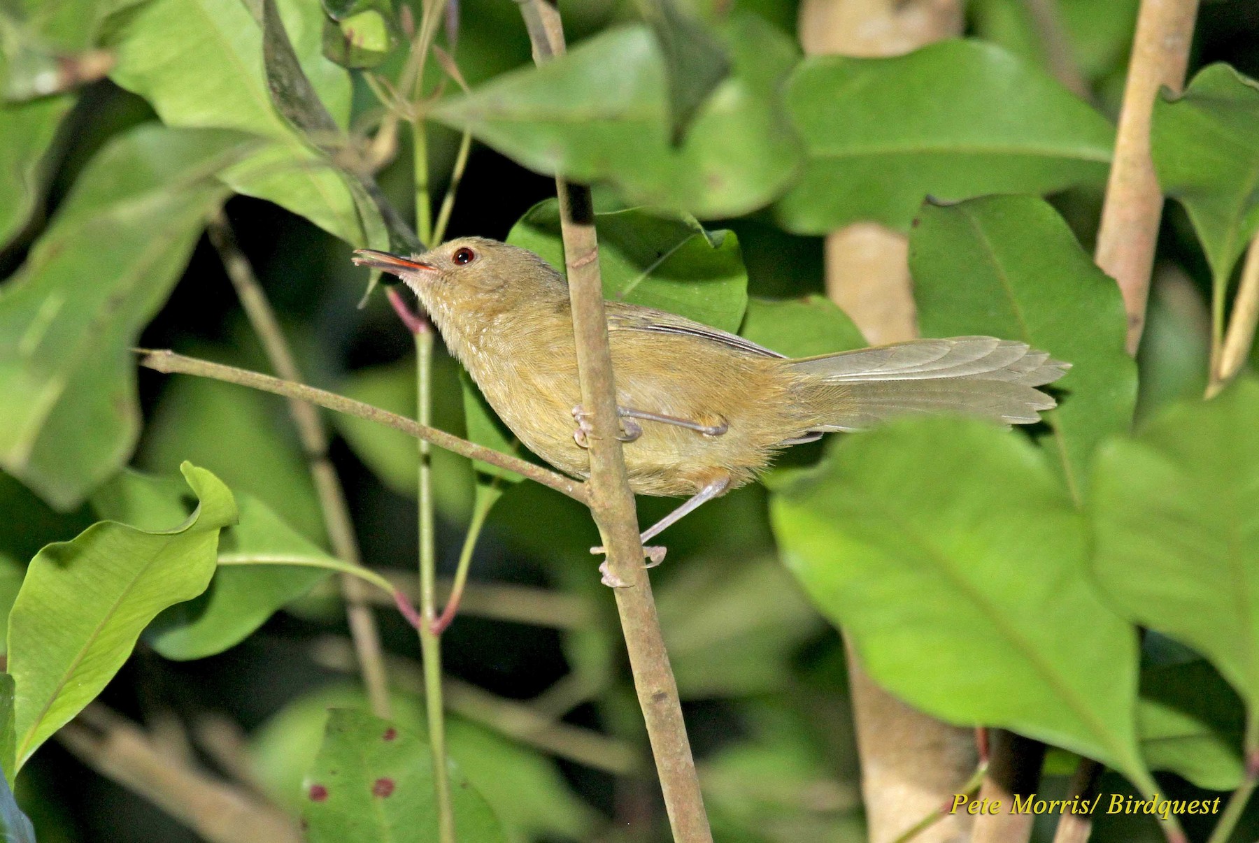 Moheli Brush-warbler - Ebird