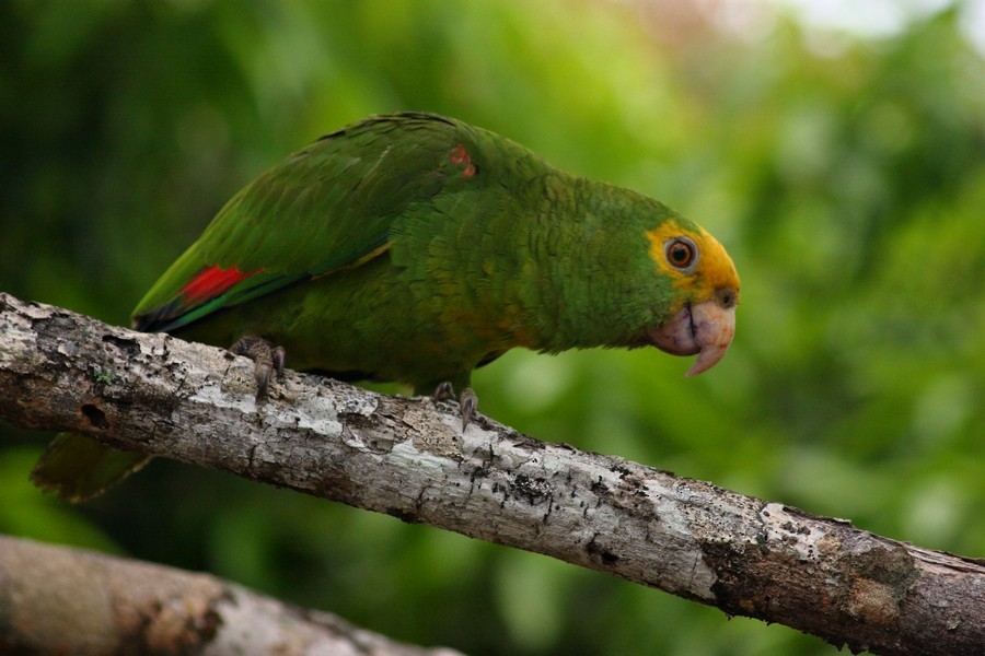 Yellow-headed Parrot (Mainland) - Rémi Bigonneau