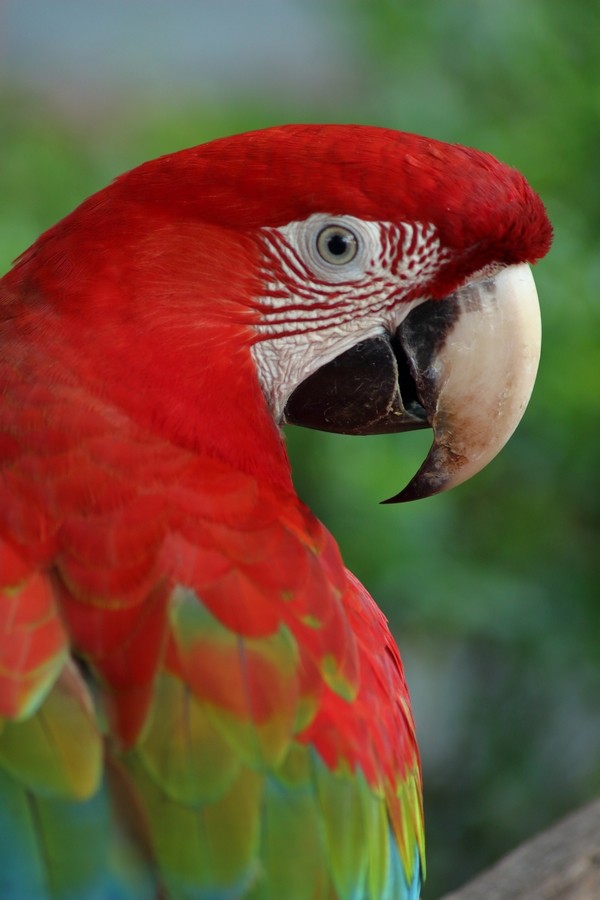 Red-and-green Macaw - ML205862861