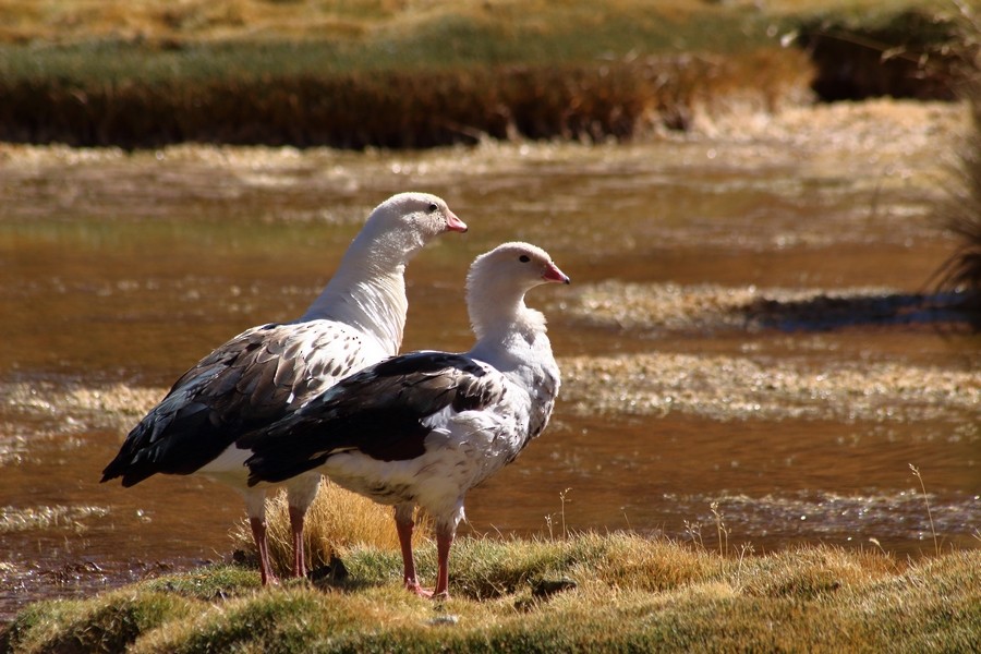 Andean Goose - Rémi Bigonneau