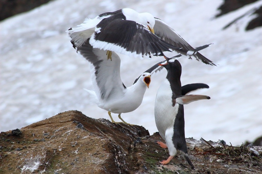 Kelp Gull (austrinus) - Rémi Bigonneau
